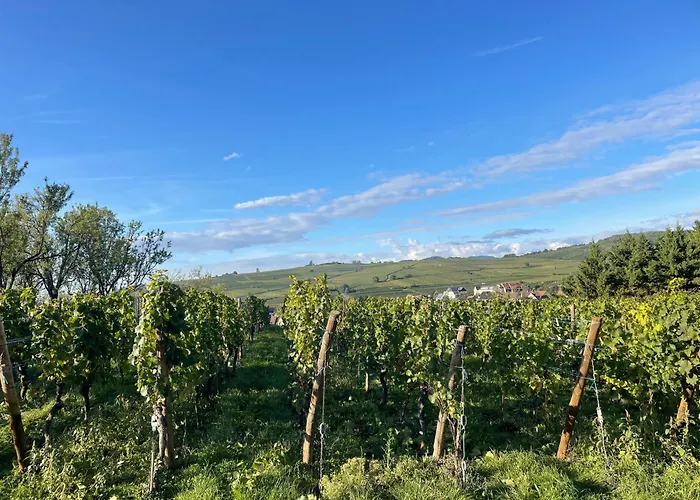 Maison Des 5 Cepages - Chez Vigneron - Jardin Terrasse Et Parking *